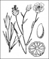 Lin cultivé - Illustration flore de Coste
