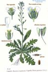 Capselle - planche botanique