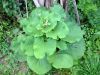 Bardane - feuilles