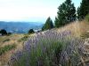 Lavande à feuilles étroites - Lavande plante