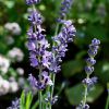 Lavande à feuilles étroites - Fleurs