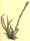 Callune - planche d'herbier