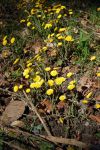 Tussilage - Tussilage plante