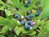 Myrtille - Fruits de la myrtille : baies bleuâtres