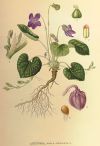 Violette odorante - Dessin Viola odorata