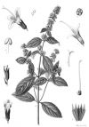 Menthe poivrée - planche botanique
