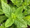 Menthe poivrée - Feuilles opposées décussées
