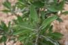 Sauge officinale - Feuilles