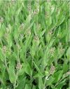 Sauge officinale - Aspect général