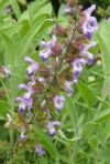Sauge officinale - Inflorescence