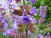 Sauge officinale - fleurs