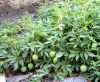 Passiflore - Passiflore