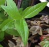 Verveine odorante - Feuilles verticillées par trois