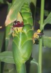 Gingembre - Inflorescence