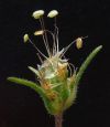 Psyllium - Epi floral de Plantago Arenaria Waldst & Kit.