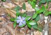Petite pervenche - Fleur et feuilles