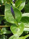 Petite pervenche - Bouton floral et feuilles de la Grande Pervenche