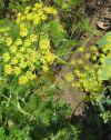 Fenouil - Inflorescence