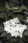 Sureau - Inflorescence