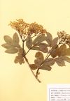 Sureau - Planche d'herbier