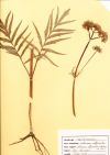 Valériane - Planche d'herbier