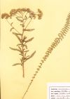 Millefeuille - Planche d'Herbier