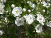 Aubépine - Inflorescence