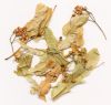 Tilleul à larges feuilles - Bractées et inflorescences séchées