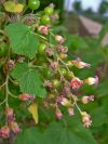 Cassissier - Fleurs et fruits en formation