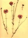 Coquelicot - Planche d'Herbier