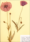 Coquelicot - Planche d'Herbier