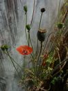 Coquelicot - Différents stades