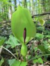 Arum tacheté - Aspect général, spathe
