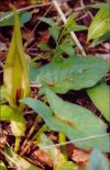 Arum tacheté - Inflorescence et feuilles