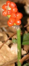 Arum tacheté - Infrutescence