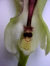 Arum tacheté - Inflorescence, spathe et spadice
