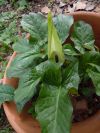 Arum tacheté - Aspect général