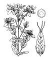Millepertuis - Illustration flore de Coste