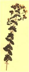 Millepertuis - Planche d'Herbier